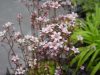 Show product details for 5 Alpine Saxifragas